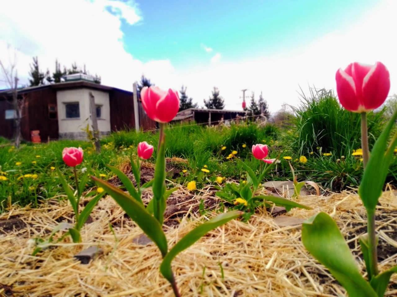Arriba La Luna - Ecovilla Rural Trevelín Esterno foto